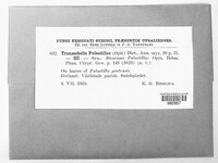 Tranzschelia pulsatillae image